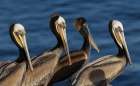Brown pelican Art Print